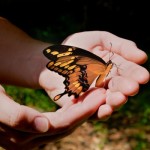 Giant Swallowtail on Hands