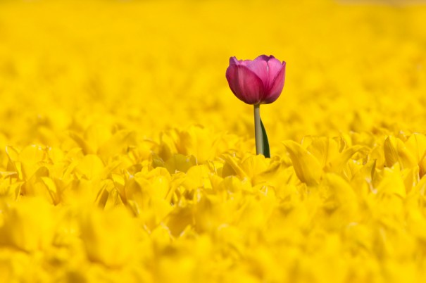 iStock_000016738475Small