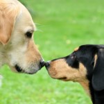 iStock_000006744937Small