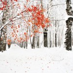 Winter park