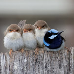 4_birds_1_different