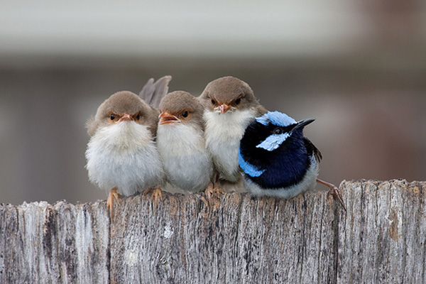 4_birds_1_different