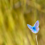 iStock_000002930598Small