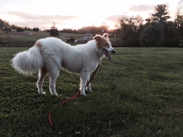 dog on a leash ways to meet new people