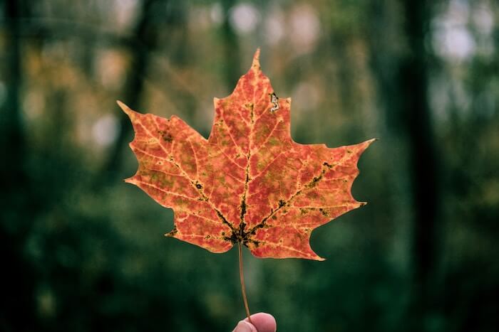 leaf in the fall enjoying the small things