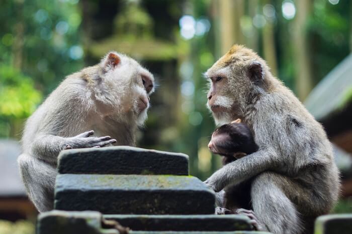 2 singes face à face techniques de communication